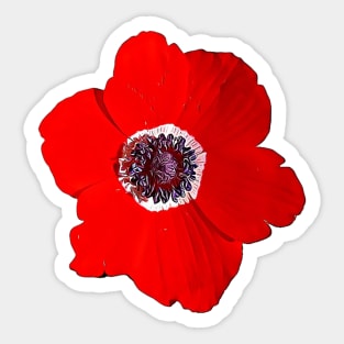 Flower of Israel Anemone Coronaria Pattern Sticker
